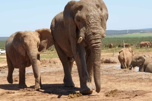 Addo Elephant & Mountain Zebra-Nationalpark: 2-tägige Safaris