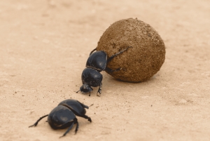 Addo Elephant & Mountain Zebra-Nationalpark: 2-tägige Safaris