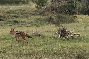 Addo Elephant & Mountain Zebra-Nationalpark: 2-tägige Safaris
