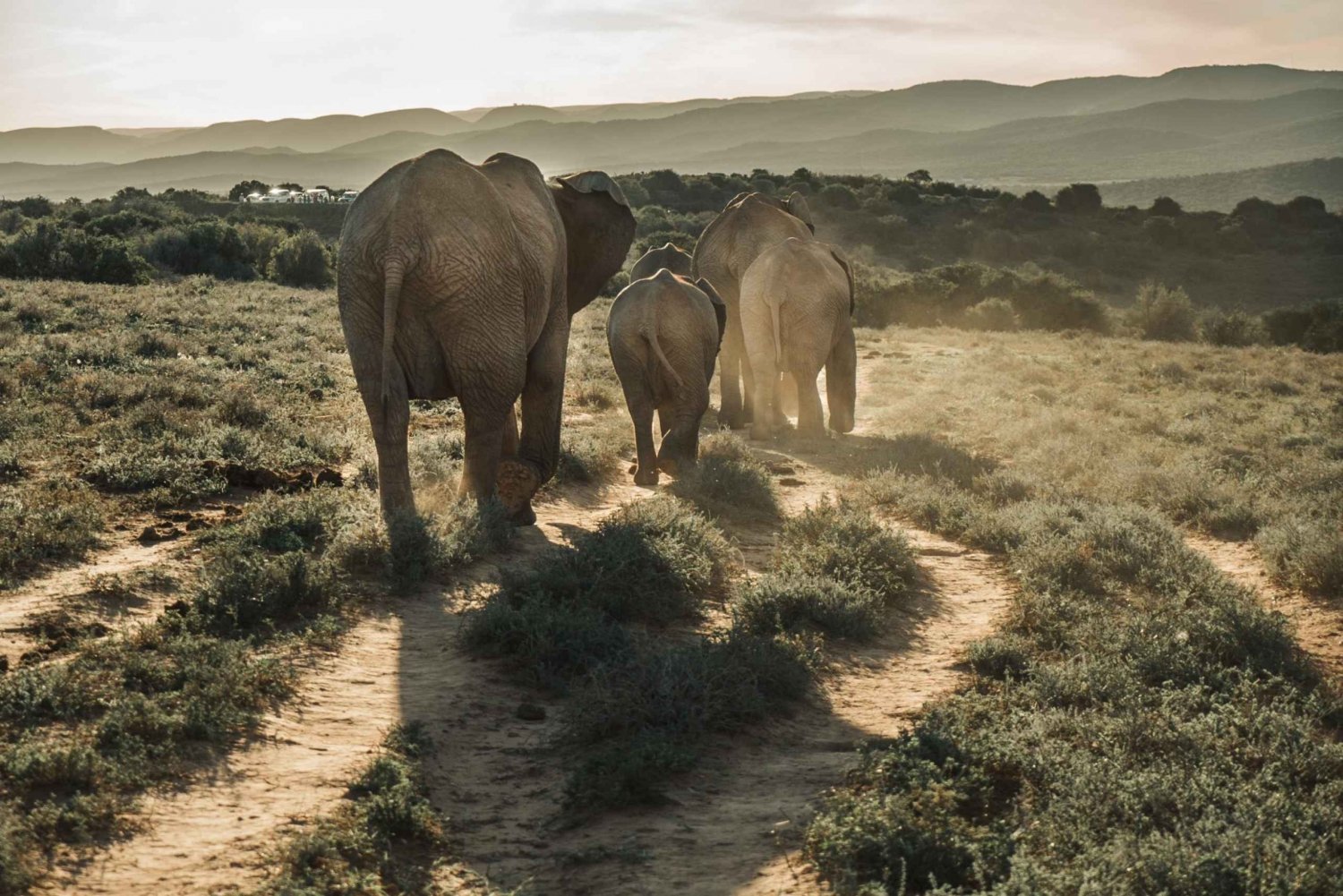 Safári de dia inteiro no Addo Elephant National Park com tudo incluído