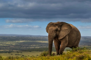 Safari de un día completo con todo incluido al Parque Nacional de Elefantes de Addo