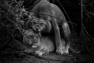Addo Elephant National Park All Inclusive Full-Day Safari