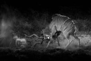 Addo Elephant National Park All Inclusive Full-Day Safari