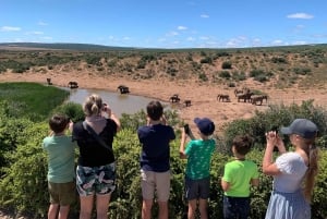 Parque Nacional de Elefantes de Addo: safari de día completo con todo incluido
