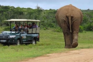 Sunrise Safari - through Addo Park to Schotia reserve