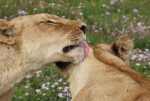 Sunrise Safari - through Addo Park to Schotia reserve