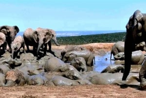 Addo Wildlife Reserve And Addo Elephant Park Safari