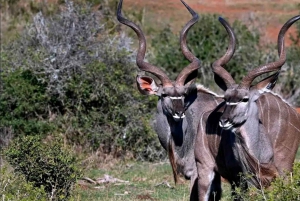 Addo Wildlife Reserve And Addo Elephant Park Safari