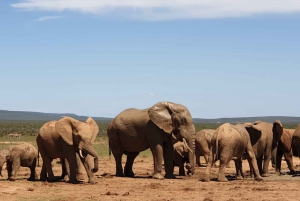 Addo Elephant National Park (hele dag op gamedrive)