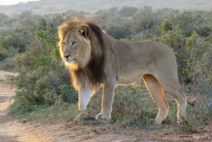 Addo Elephant National Park (heldags safari)