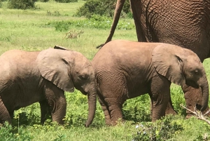 Addo Elephant National Park (heldags safari)