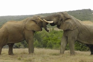 Национальный парк слонов Аддо: однодневное сафари из Порт-Элизабет