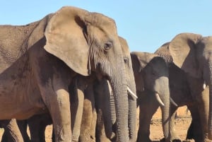 Национальный парк слонов Аддо: однодневное сафари из Порт-Элизабет