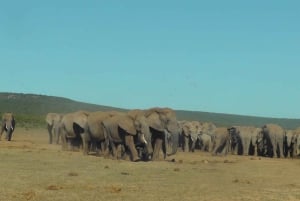 Национальный парк слонов Аддо: однодневное сафари из Порт-Элизабет