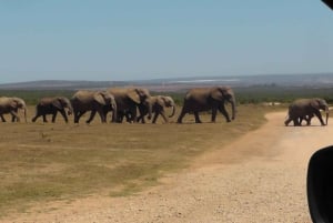 Национальный парк слонов Аддо: однодневное сафари из Порт-Элизабет