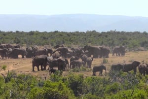 Национальный парк слонов Аддо: однодневное сафари из Порт-Элизабет