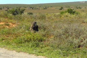 Национальный парк слонов Аддо: однодневное сафари из Порт-Элизабет