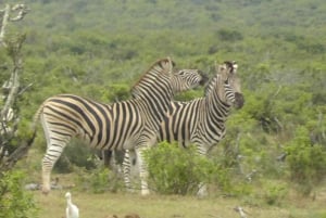 Национальный парк слонов Аддо: однодневное сафари из Порт-Элизабет