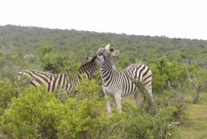 Национальный парк слонов Аддо: однодневное сафари из Порт-Элизабет