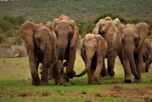 Addo Elephant National Park: Full-Day Safari Tour with Lunch