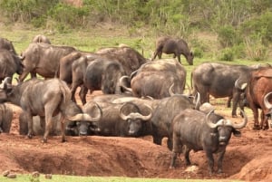 Addo Elephant National Park: Full-Day Safari Tour with Lunch