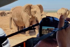 Addo Elephant National Park: Full-Day Safari with Lunch