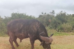 Addo Elephant National Park: Full-Day Safari with Lunch