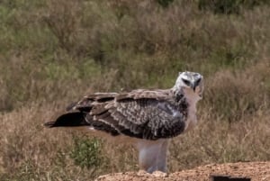 Addo Elephant National Park: Full-Day Safari with Lunch