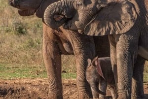 Addo Elephant National Park: Full-Day Safari with Lunch