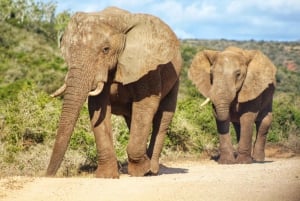 Addo Elephant National Park All Inclusive Full-Day Safari
