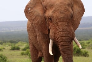 Addo Elephant National Park Full-Day Safari