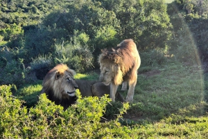 Addo Elephant National Park heldagstur