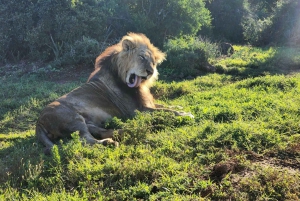 Addo Elephant National Park Dagvullende Tour