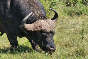 Addo Elephant National Park heldagstur