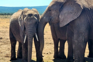 Addo Elephant National Park heldagstur