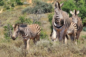 Addo Elephant National Park Dagvullende Tour