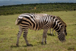 Addo Elephant National Park heldagstur