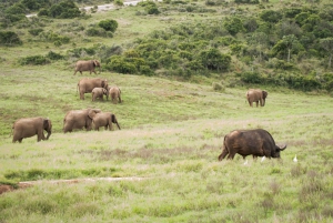 Addo Elephant National Park Dagvullende Tour