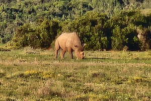 Addo Elephant National Park heldagstur