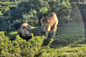 Addo Elephant National Park heldagstur