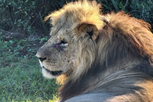 Addo Elephant National Park heldagstur