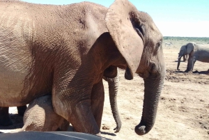 Addo Elephant park Explore full-day safari & Braai lunch!!!