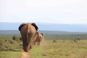 Excursión de un día al Parque Nacional del Elefante de Addo con safari y almuerzo