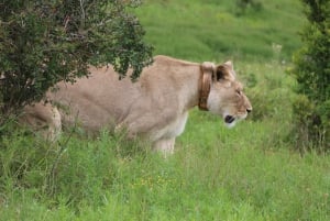 Journée de safari dans le parc national des éléphants d'Addo avec déjeuner