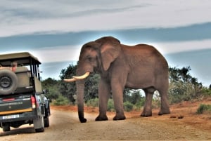 Addo Elephant National Park: Guided Half-Day Safari