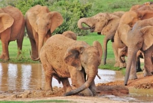 Addo Elephant National Park: Addeph Elephant Park: Opastettu puolen päivän safari
