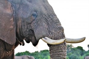Addo Elephant National Park: Guided Half-Day Safari