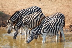 Addo Olifant Nationaal Park: Safari rondleiding met gids