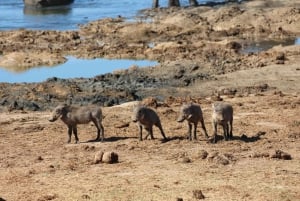 Addo Olifant Nationaal Park: Safari rondleiding met gids