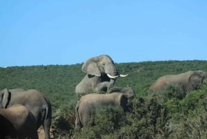 Addo Olifant Nationaal Park: Safari rondleiding met gids